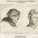 De Humana Physiognomonia Libri.Homme et chien. Giambattista della Porta.