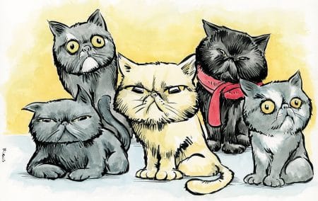 chats rieu